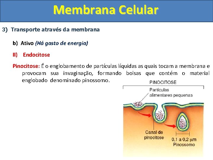 Membrana Celular 3) Transporte através da membrana b) Ativo (Há gasto de energia) II)