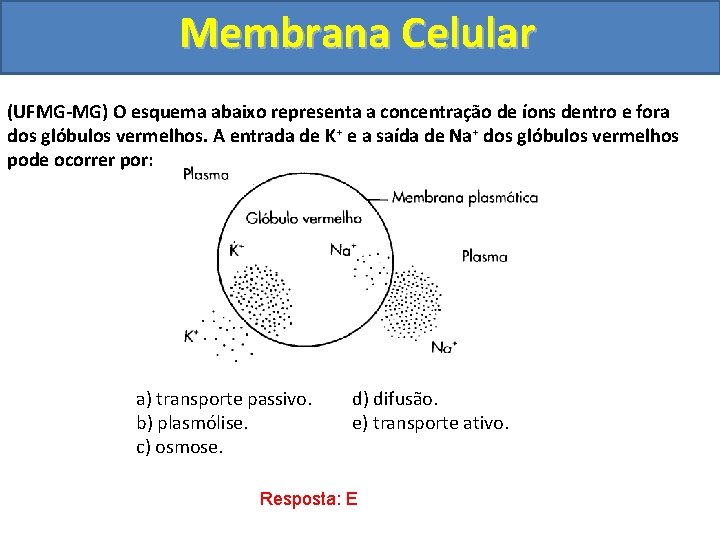 Membrana Celular (UFMG-MG) O esquema abaixo representa a concentração de íons dentro e fora