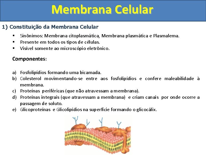 Membrana Celular 1) Constituição da Membrana Celular § § § Sinônimos: Membrana citoplasmática, Membrana