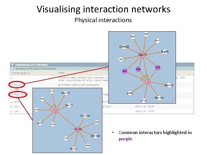 Visualising interaction networks Physical interactions • Common interactors highlighted in purple 