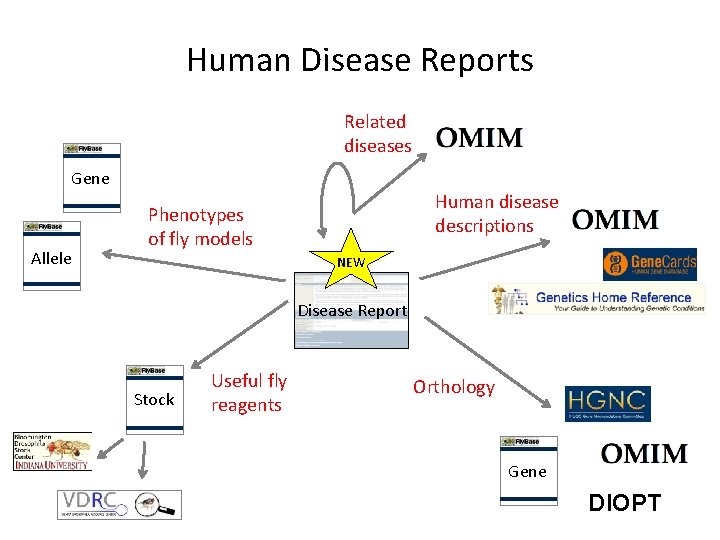 Human Disease Reports Related diseases Gene Allele Human disease descriptions Phenotypes of fly models