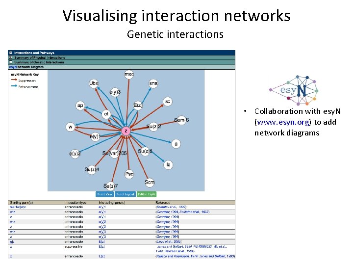 Visualising interaction networks Genetic interactions • Collaboration with esy. N (www. esyn. org) to