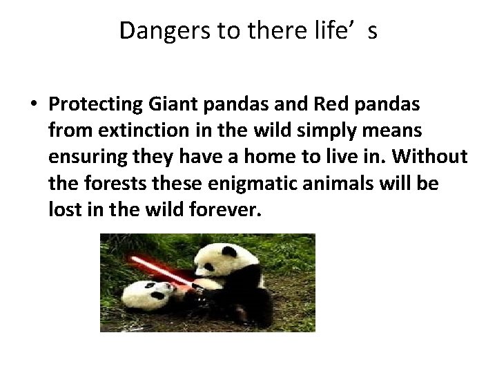 Dangers to there life’ s • Protecting Giant pandas and Red pandas from extinction