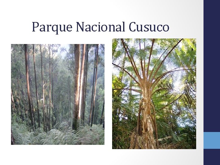 Parque Nacional Cusuco 
