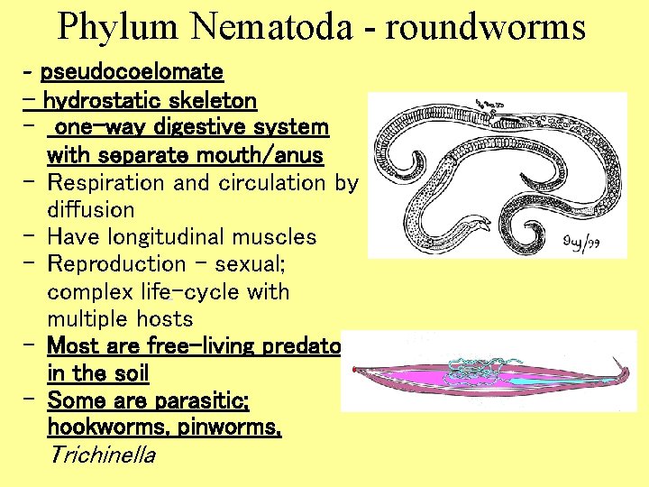 Phylum Nematoda - roundworms - pseudocoelomate - hydrostatic skeleton - one-way digestive system with