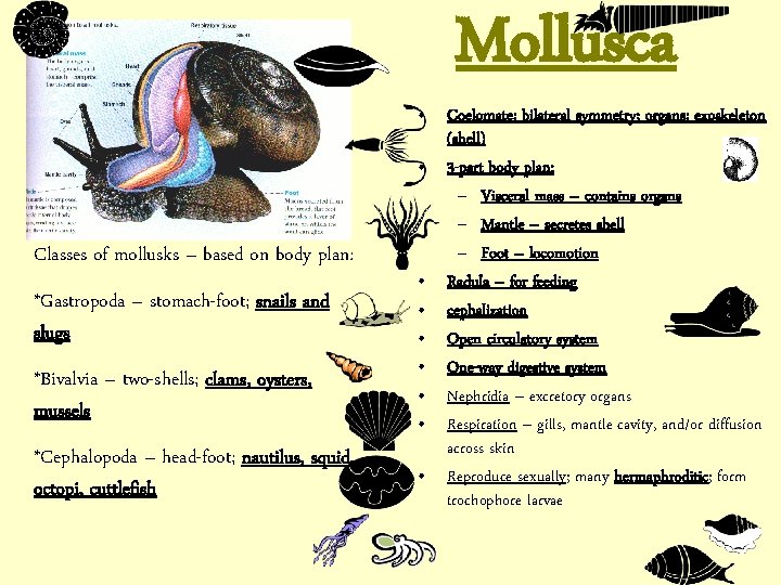 Mollusca Classes of mollusks – based on body plan: *Gastropoda – stomach-foot; snails and