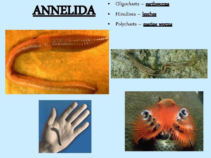 ANNELIDA • Oligochaeta – earthworms • Hirudinea – leeches • Polychaeta – marine worms