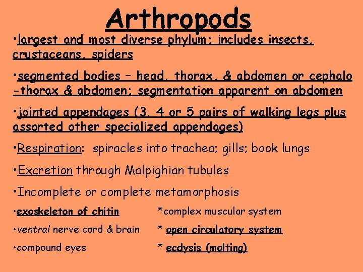 Arthropods • largest and most diverse phylum; includes insects, crustaceans, spiders • segmented bodies