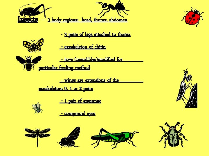 Insects – 3 body regions: head, thorax, abdomen - 3 pairs of legs attached