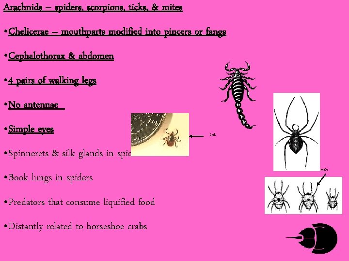 Arachnids – spiders, scorpions, ticks, & mites • Chelicerae – mouthparts modified into pincers