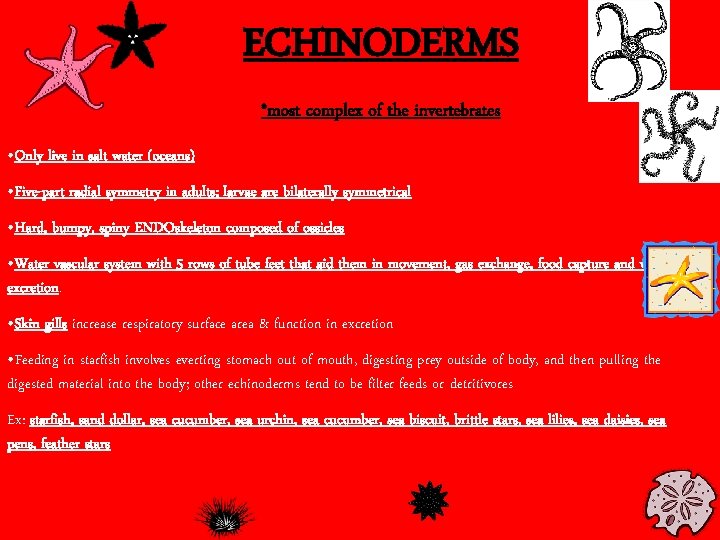 ECHINODERMS *most complex of the invertebrates • Only live in salt water (oceans) •