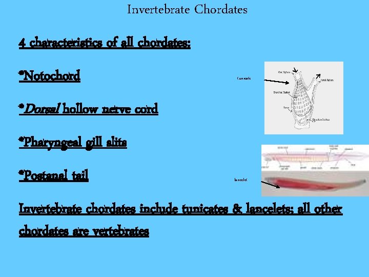 Invertebrate Chordates 4 characteristics of all chordates: *Notochord tunicate *Dorsal hollow nerve cord *Pharyngeal