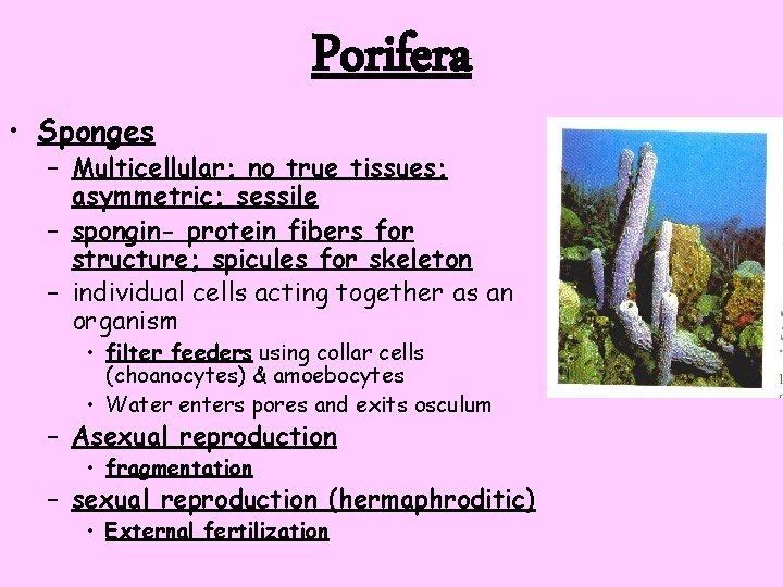  • Sponges Porifera – Multicellular; no true tissues; asymmetric; sessile – spongin- protein