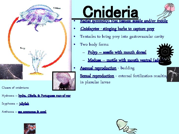  • • Classes of cniderians: Hydrozoa – hydra, Obelia, & Portuguese man-of-war Scyphozoa