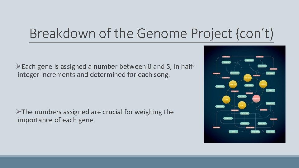 Breakdown of the Genome Project (con’t) ØEach gene is assigned a number between 0