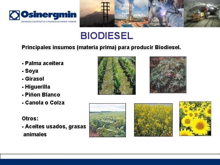 BIODIESEL Principales insumos (materia prima) para producir Biodiesel. - Palma aceitera - Soya -