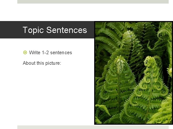 Topic Sentences Write 1 -2 sentences About this picture: 