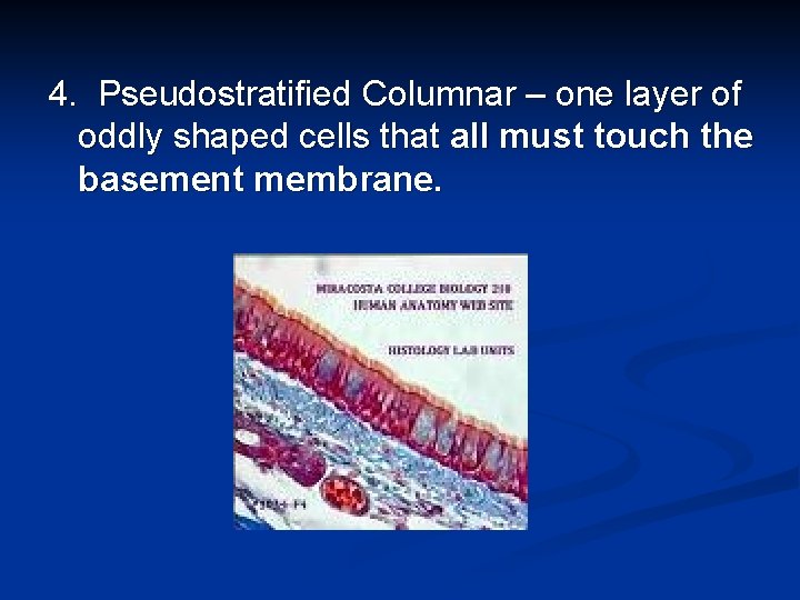 4. Pseudostratified Columnar – one layer of oddly shaped cells that all must touch