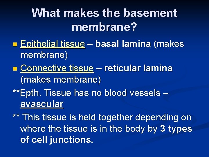 What makes the basement membrane? Epithelial tissue – basal lamina (makes membrane) n Connective
