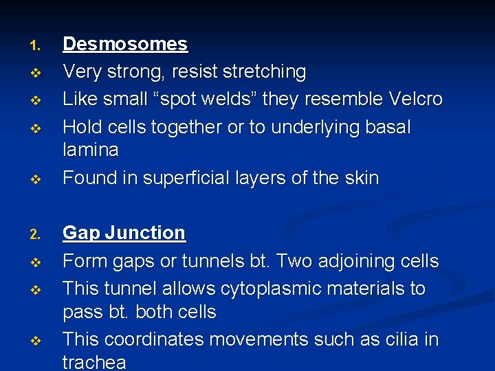 1. v v 2. v v v Desmosomes Very strong, resist stretching Like small