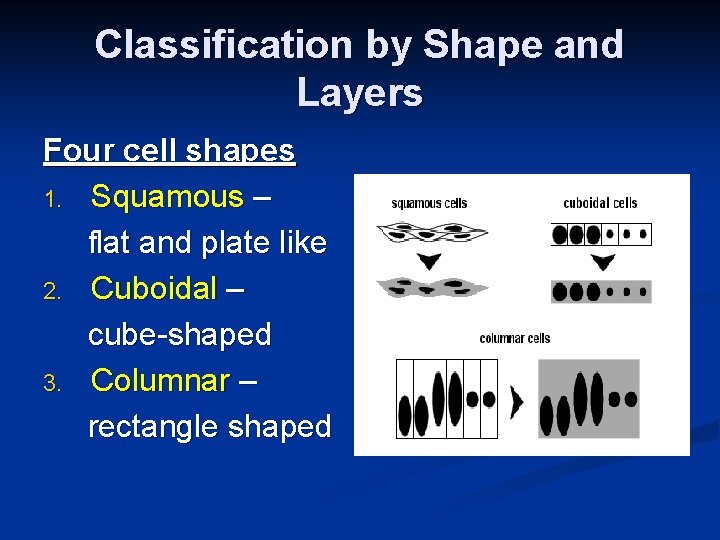 Classification by Shape and Layers Four cell shapes 1. Squamous – flat and plate