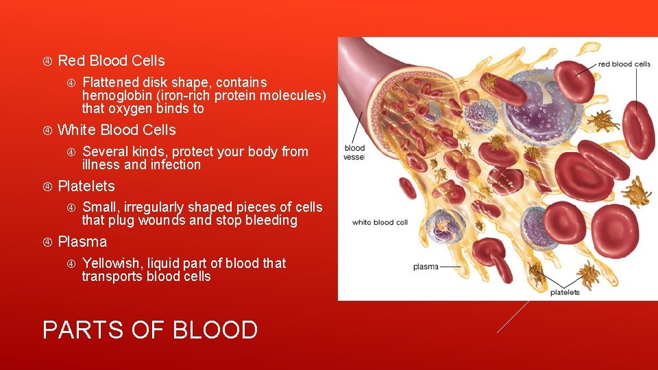  Red Blood Cells White Blood Cells Several kinds, protect your body from illness