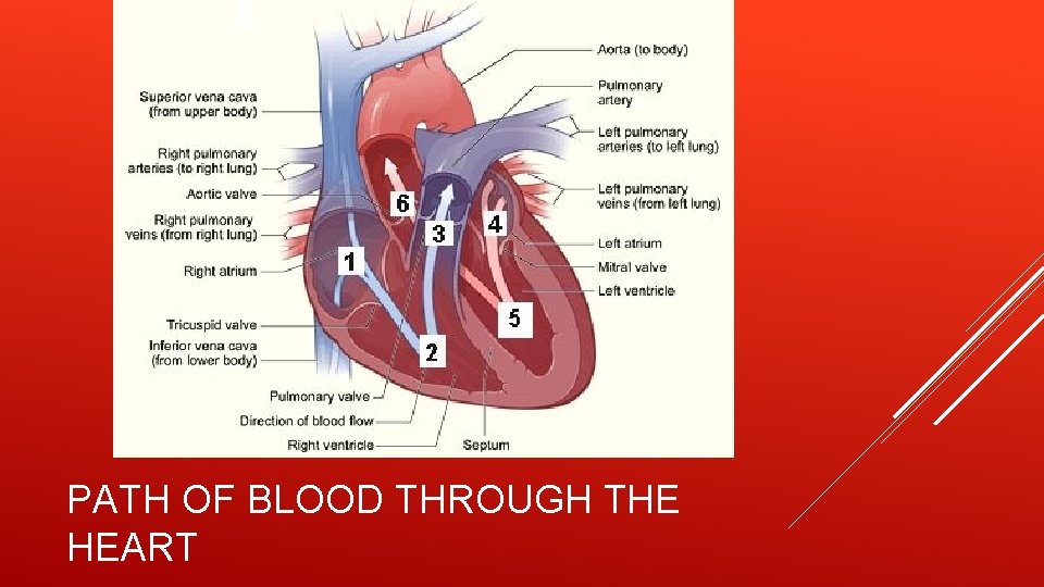 PATH OF BLOOD THROUGH THE HEART 