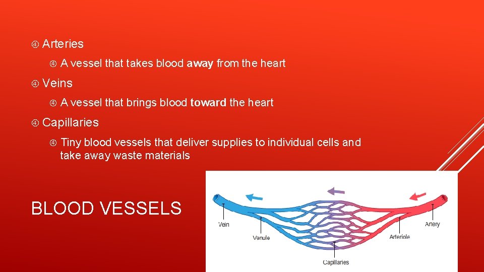 Arteries A vessel that takes blood away from the heart Veins A vessel