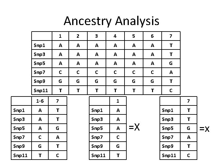 Ancestry Analysis 1 2 3 4 5 6 7 Snp 1 A A A