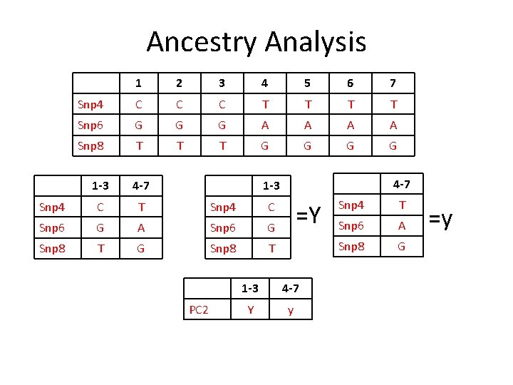 Ancestry Analysis 1 2 3 4 5 6 7 Snp 4 C C C
