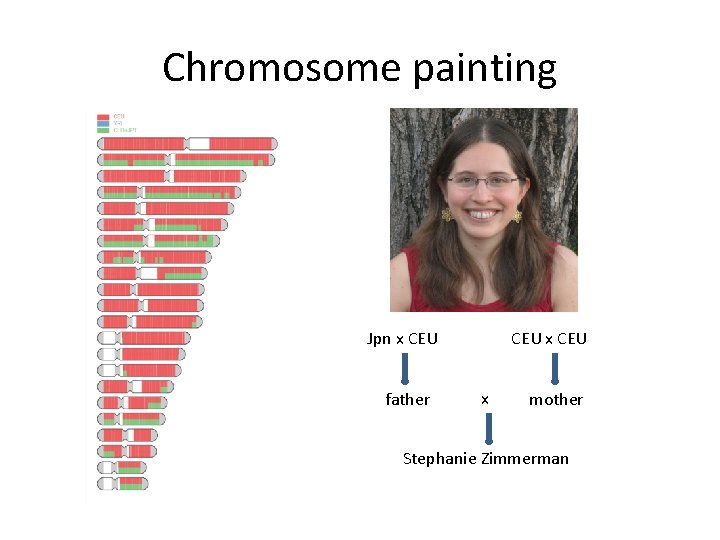 Chromosome painting Jpn x CEU father CEU x mother Stephanie Zimmerman 