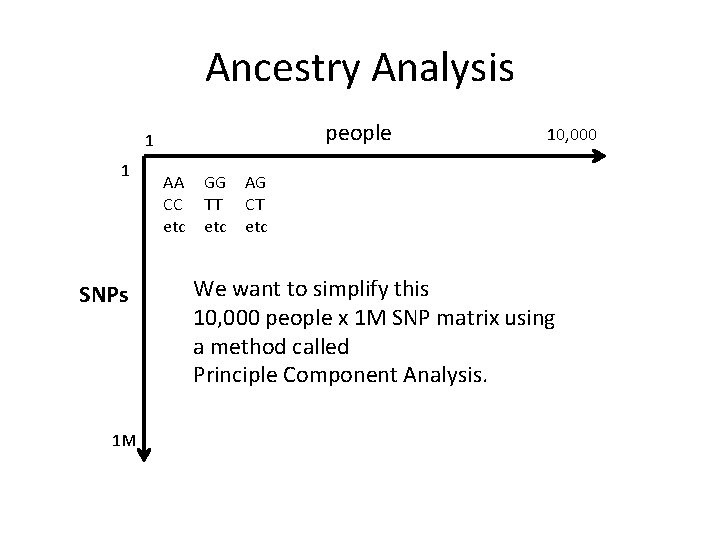 Ancestry Analysis people 1 1 SNPs 1 M AA CC etc GG TT etc