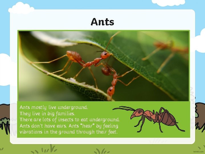 Ants mostly live underground. They live in big families. There are lots of insects