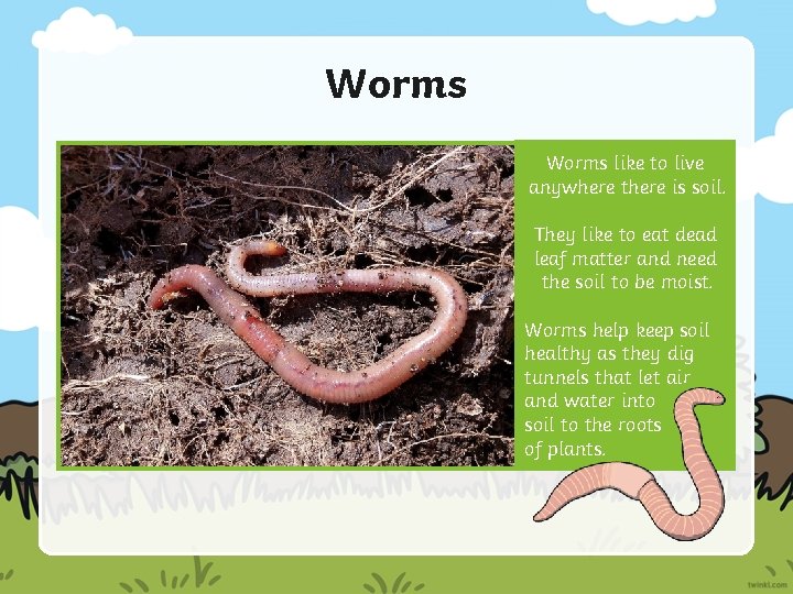 Worms like to live anywhere there is soil. They like to eat dead leaf