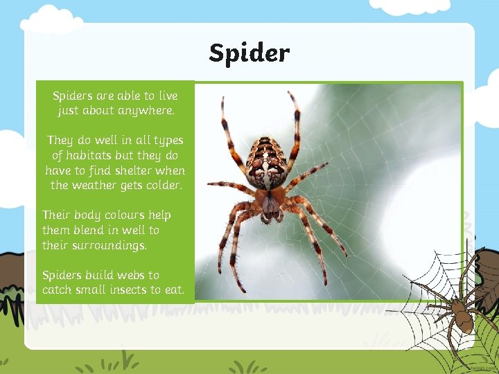 Spiders are able to live just about anywhere. They do well in all types