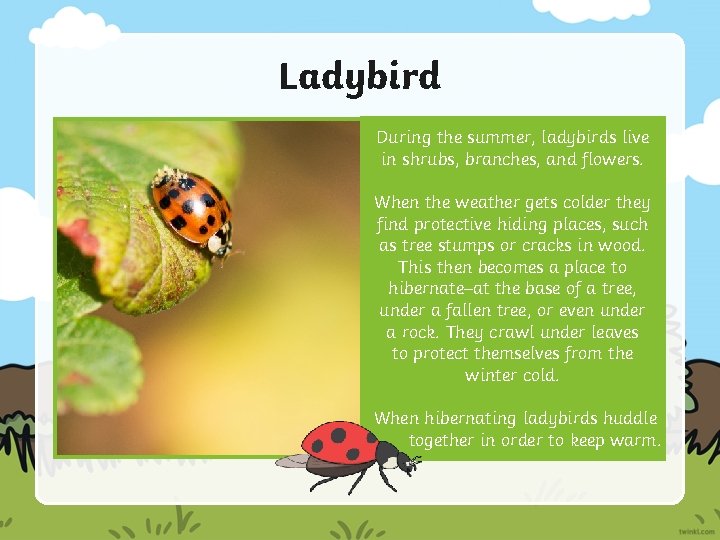 Ladybird During the summer, ladybirds live in shrubs, branches, and flowers. When the weather