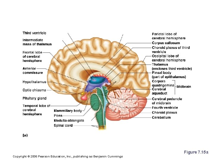 Lobes of the Cerebrum Figure 7. 15 a Copyright © 2006 Pearson Education, Inc.