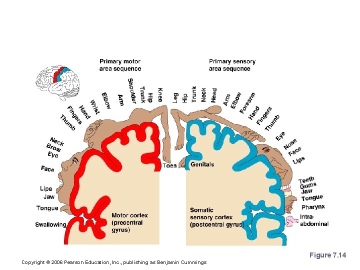Sensory and Motor Areas of the Cerebral Cortex Figure 7. 14 Copyright © 2006
