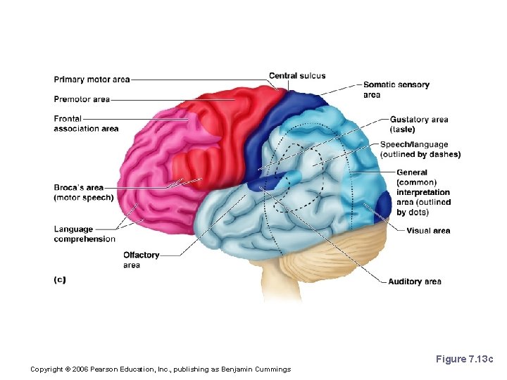 Specialized Areas of the Cerebrum Figure 7. 13 c Copyright © 2006 Pearson Education,