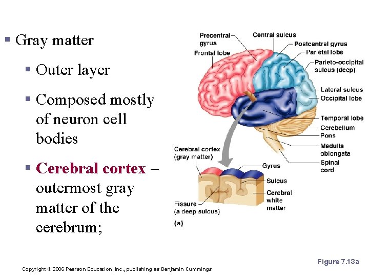 Layers of the Cerebrum § Gray matter § Outer layer § Composed mostly of