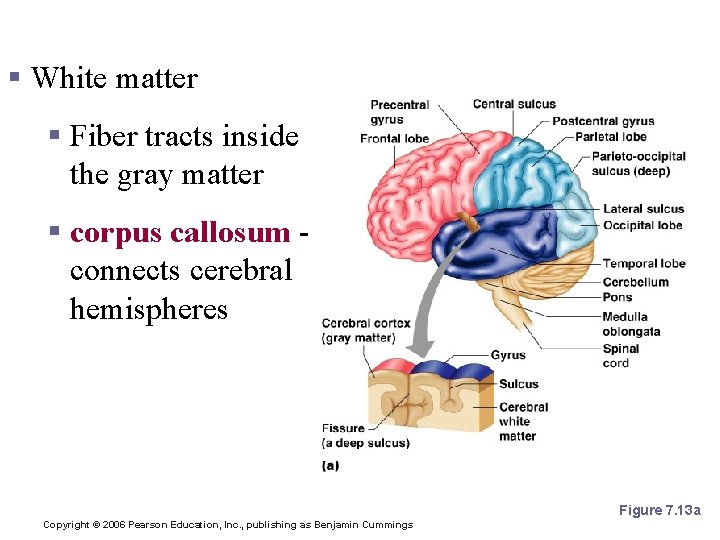Layers of the Cerebrum § White matter § Fiber tracts inside the gray matter