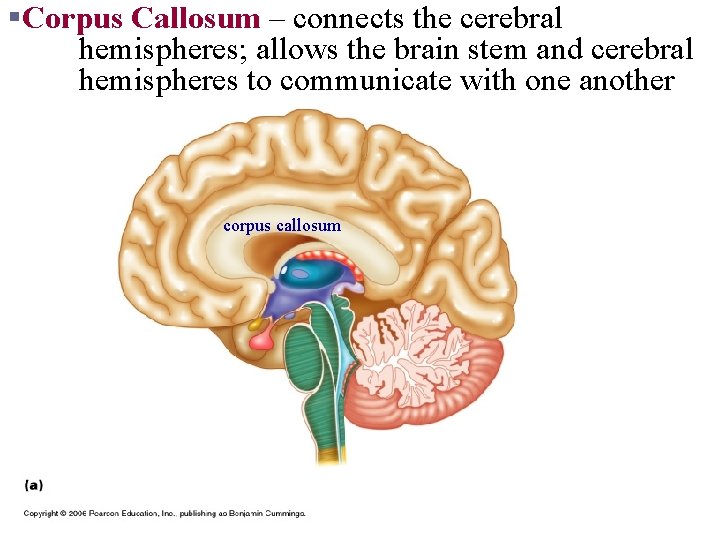 §Corpus Callosum – connects the cerebral hemispheres; allows the brain stem and cerebral hemispheres