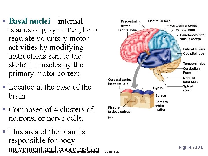 Layers of the Cerebrum § Basal nuclei – internal islands of gray matter; help