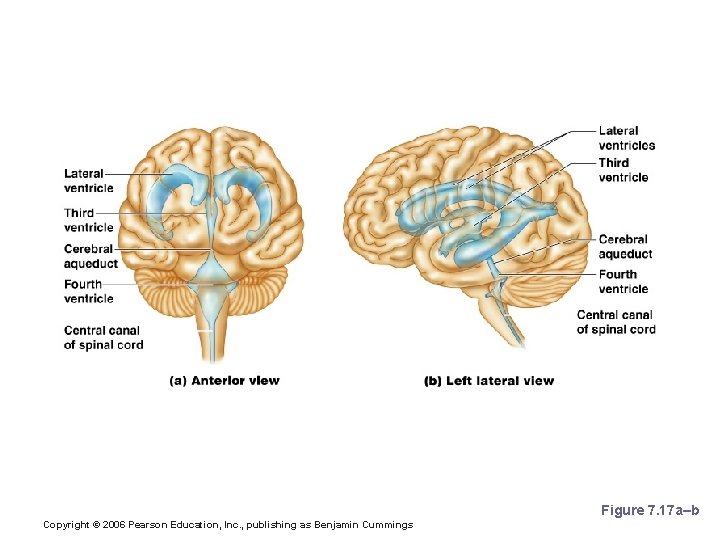 Ventricles and Location of the Cerebrospinal Fluid Figure 7. 17 a–b Copyright © 2006