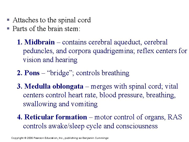 D. Brain Stem § Attaches to the spinal cord § Parts of the brain