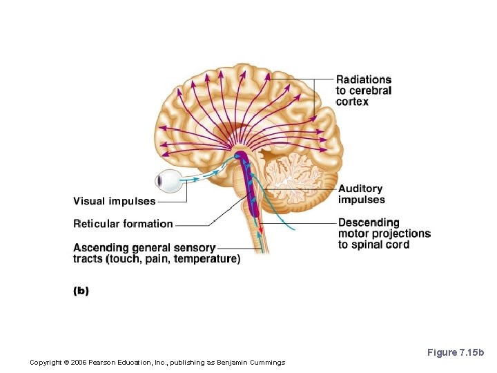Brain Stem: Reticular Formation Figure 7. 15 b Copyright © 2006 Pearson Education, Inc.