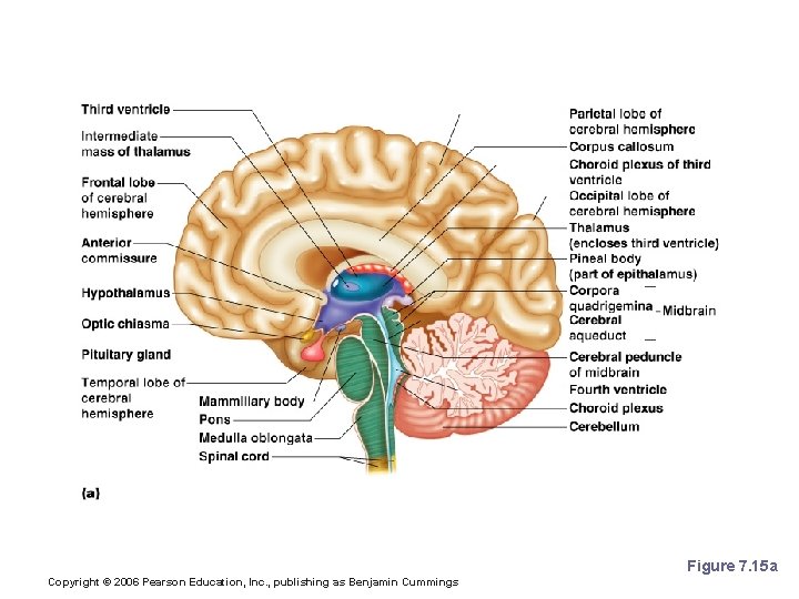 Cerebellum Figure 7. 15 a Copyright © 2006 Pearson Education, Inc. , publishing as