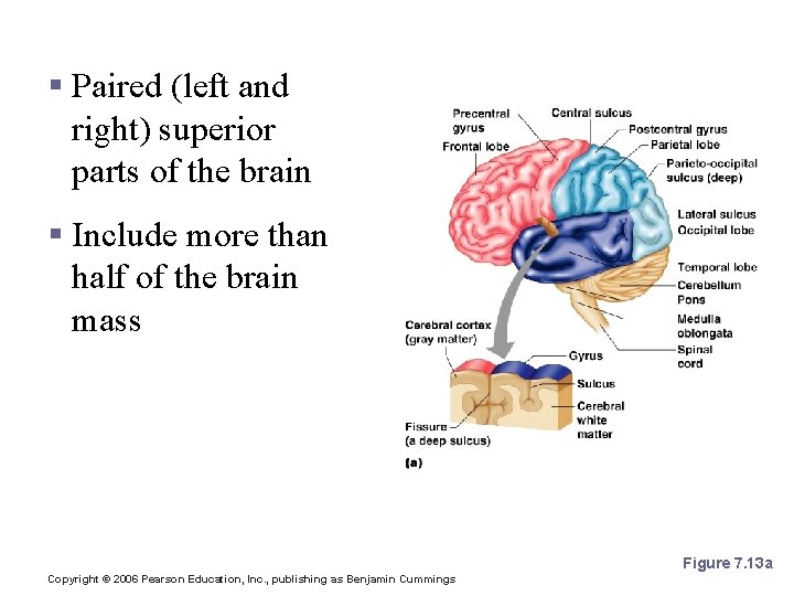 Cerebral Hemispheres (Cerebrum) § Paired (left and right) superior parts of the brain §