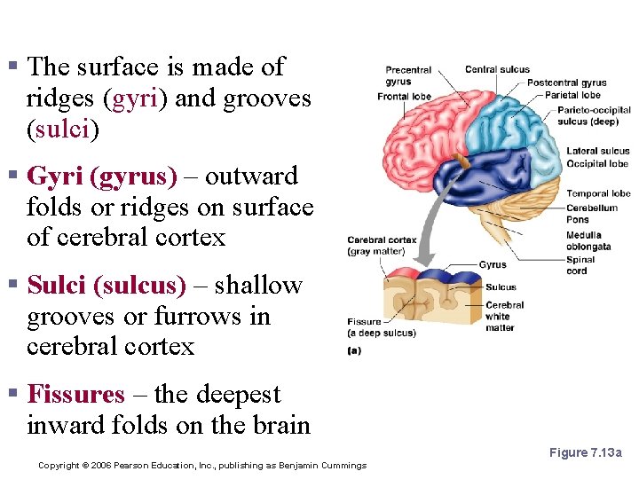 Cerebral Hemispheres (Cerebrum) § The surface is made of ridges (gyri) and grooves (sulci)