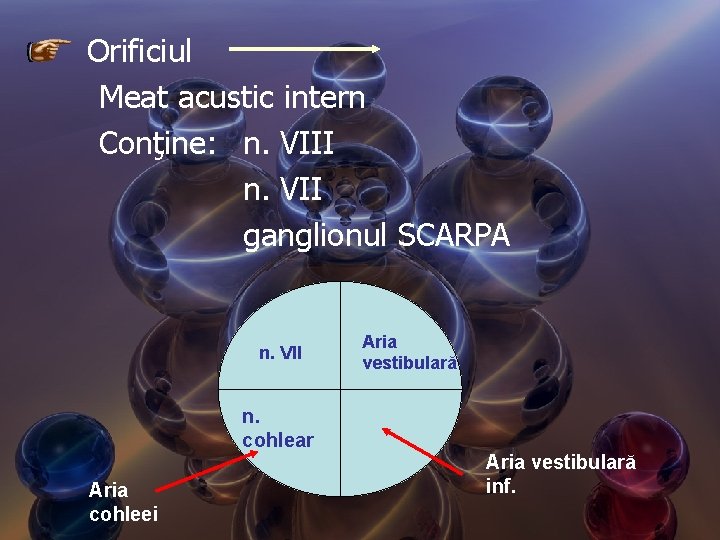 Orificiul Meat acustic intern Conţine: n. VIII n. VII ganglionul SCARPA n. VII n.